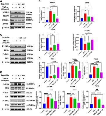 Eupatilin attenuates the senescence of nucleus pulposus cells and mitigates intervertebral disc degeneration via inhibition of the MAPK/NF-κB signaling pathway